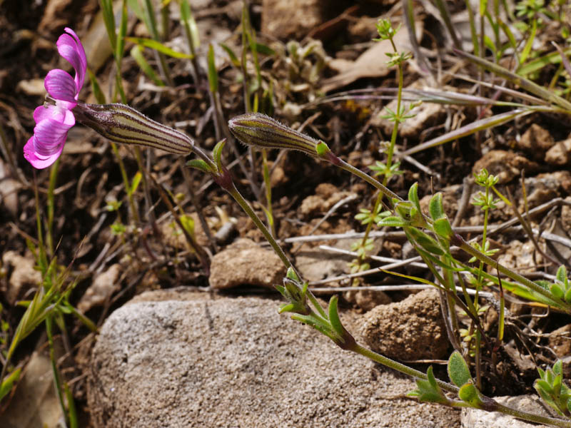 Silene morisiana / Silene di Moris